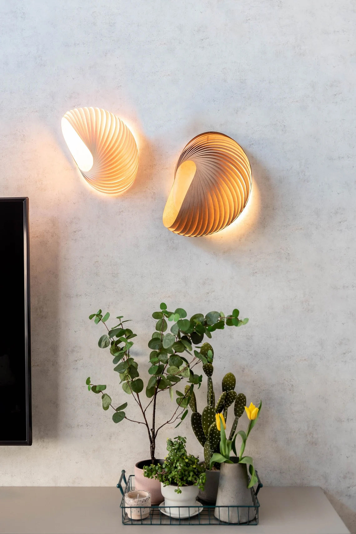 Wall lamp shell maple
