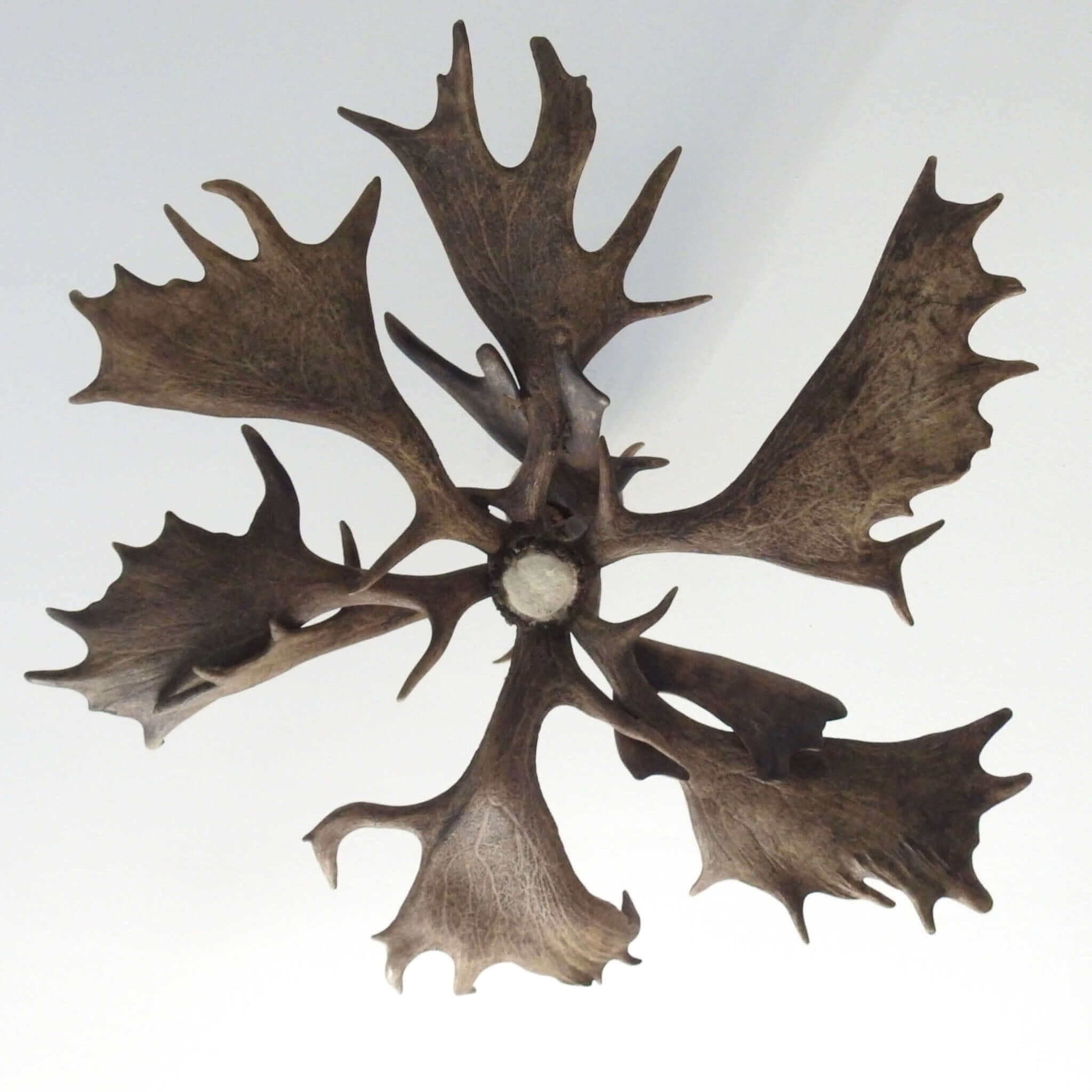 Classic fallow deer antler chandelier for 6 lights